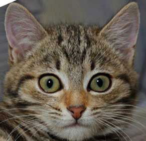 Сергей Василенко