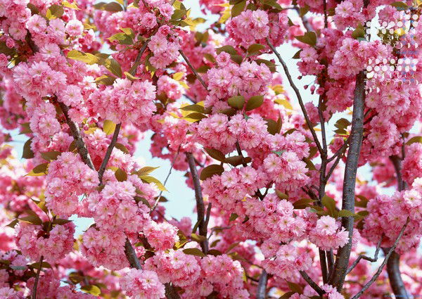 Нургуль Шакирова