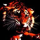 rais_00