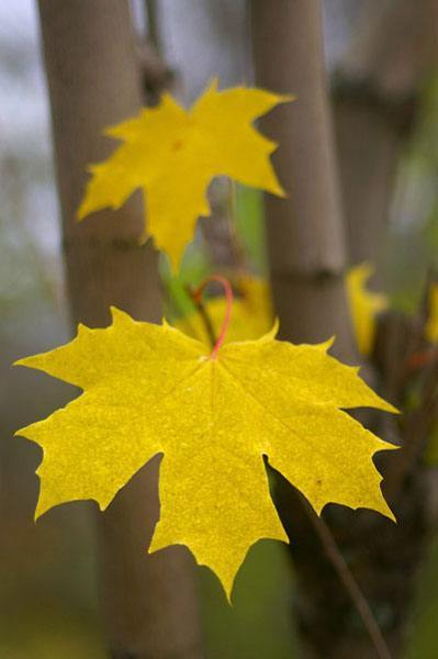 Полина Корякина