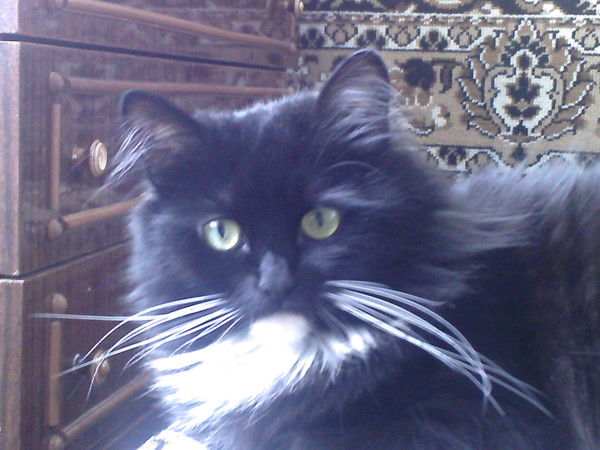 Александр Полищук