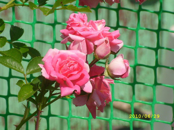 Юля Карелина