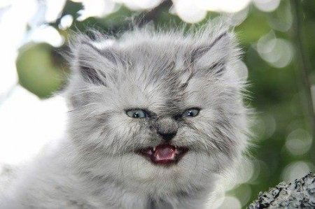 Олег Стручалин