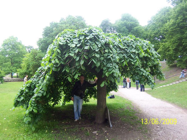 Дмитрий Полянин