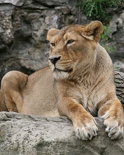 Ольга Васильчишина