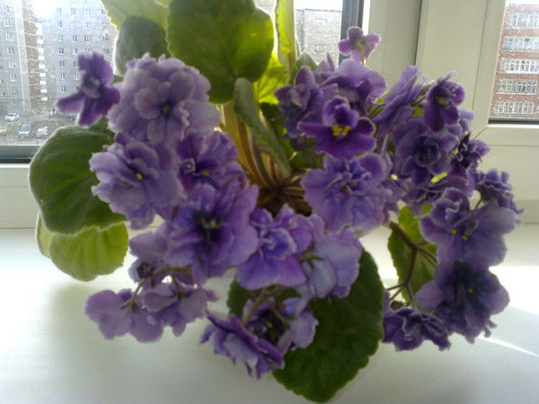 Наталья Горбунова