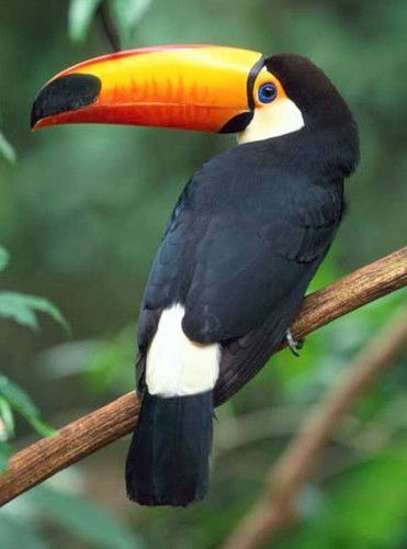 Сергей Шмелёв