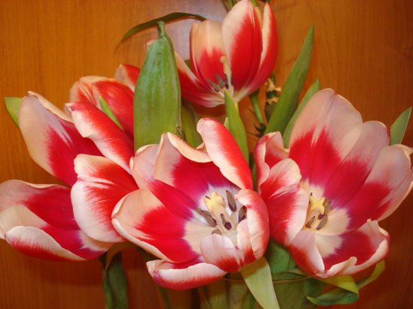 Абдукадырова Джамиля