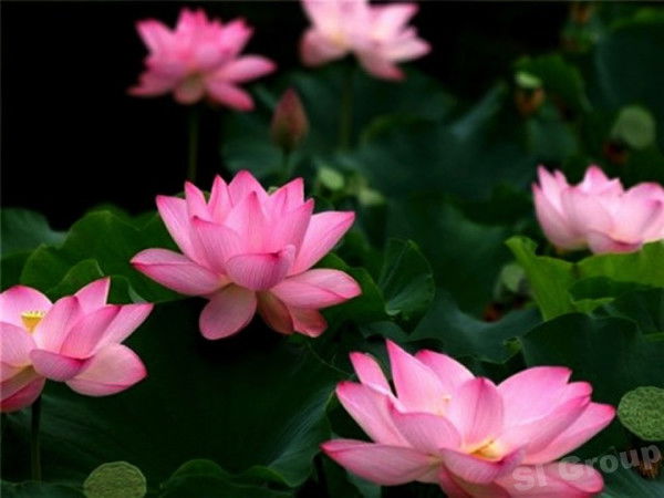 Татьяна Гуськова