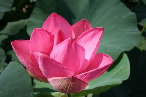 Елена Комиссарова