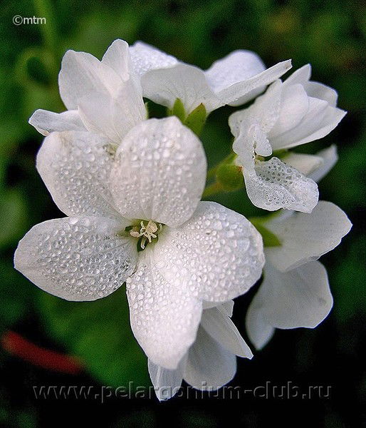 Лариса Воробьева