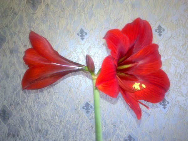 Ирина Моисеева