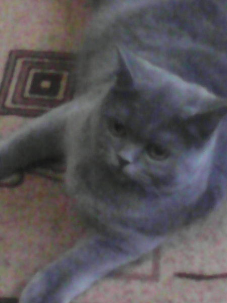 Ольга Сасаева