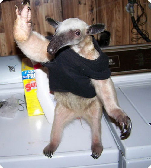 Игорь *********