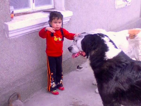 Дома Для Животных