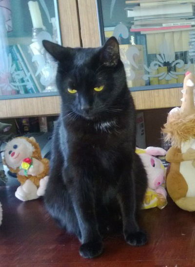 Максим Жуков