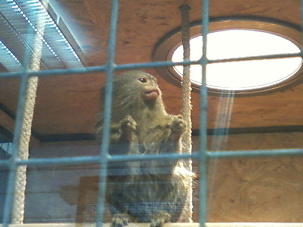 Георгий Критчин