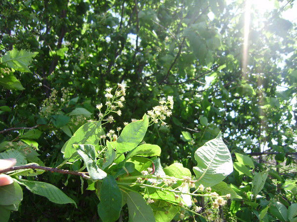 Анна Пястолова