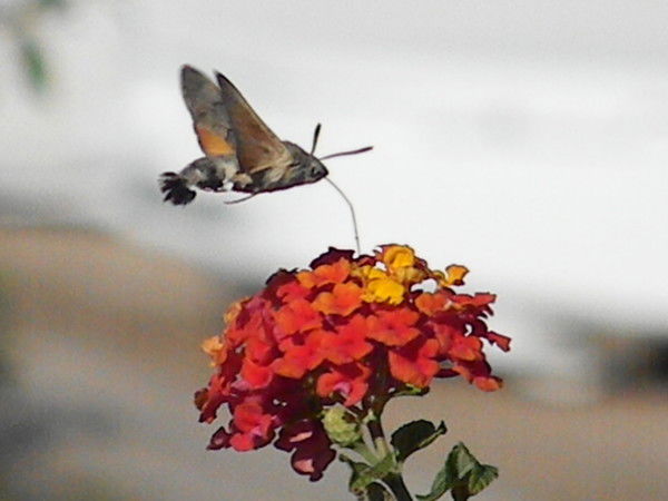 Надежда Вихарева