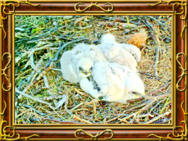 Александр Дубровин