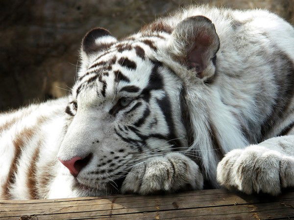 Тигр Тигровый