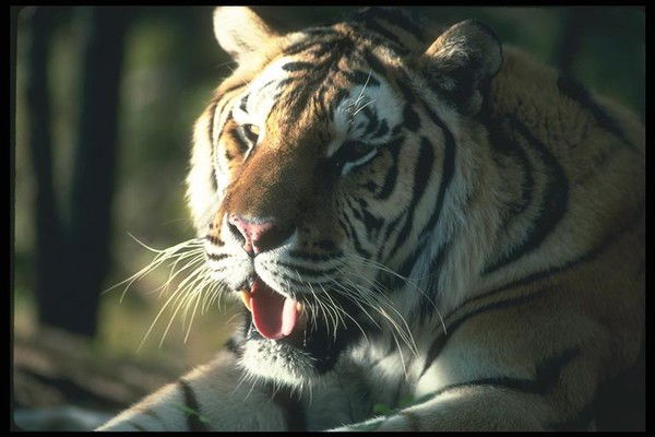 Карина Бикбулатова