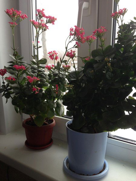 Екатерина Baranova