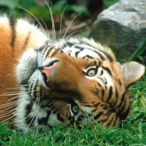 Ксения Ильина