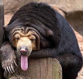 Владимир Одарюк