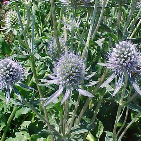 Елена Богданова