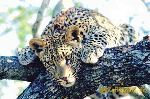 Серега Савко