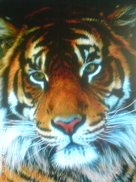 Александр Матвеев