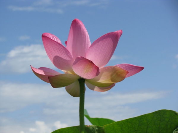 Рита Чудаева