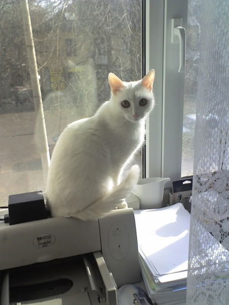 Мария Елисеева