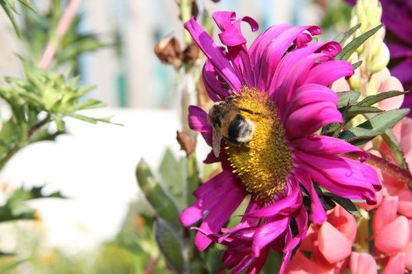 Сания Шагалиева