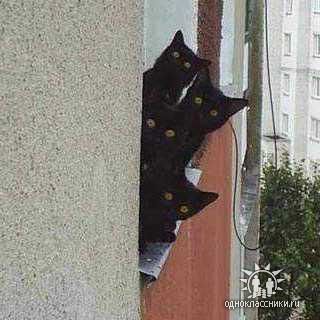 Светлана Доброва