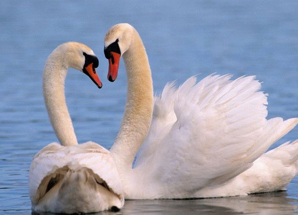 Елена Красан