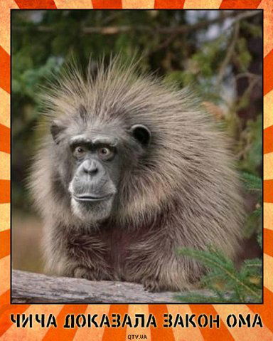 Александр Кулибин