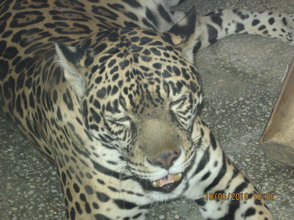 Елена Метелёва