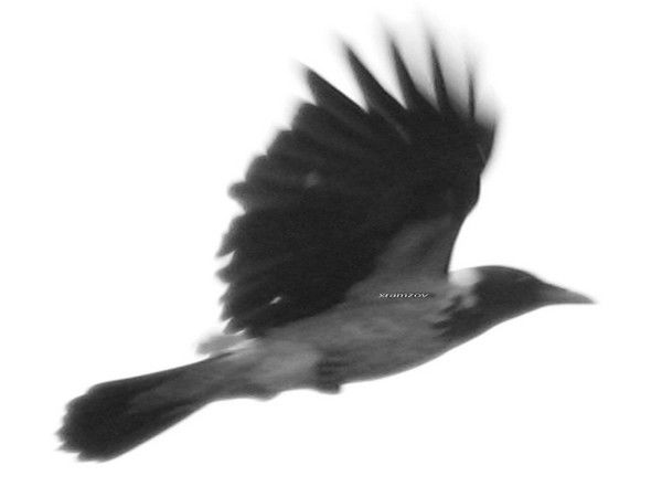 Сергей Храмцов