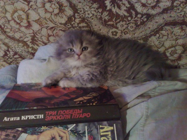 Елена Алексеева