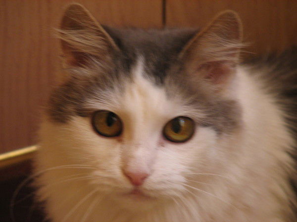 Екатерина Ветошникова