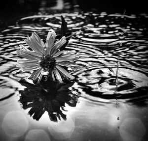 Анна Владиславна