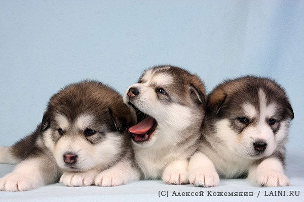 Татьяна Юндт