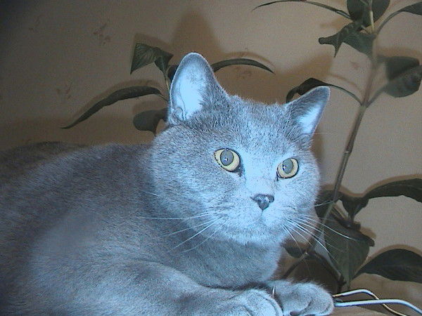 Александр Мохов