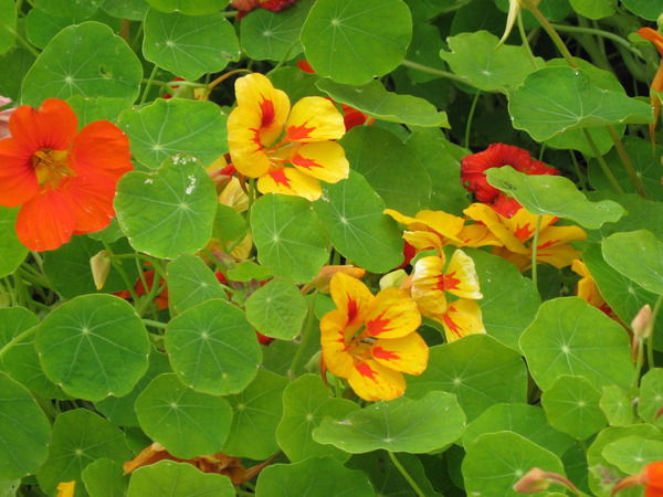 Елена Тимофеева