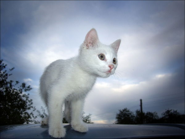 Елена Скударнова