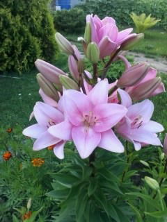 Вера Михайловна