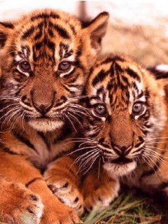 Анар Кенжебекова