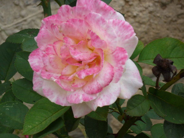 Вера Афанасьевна Загородных